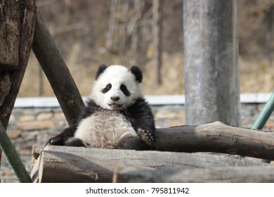 Little Panda Cub In Winter Time, China