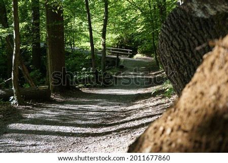 A little path in the woods with a treestump on the front