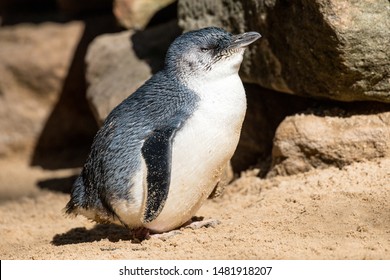 Little Penguin,
Eudyptula Minor,
Southern Austrlia