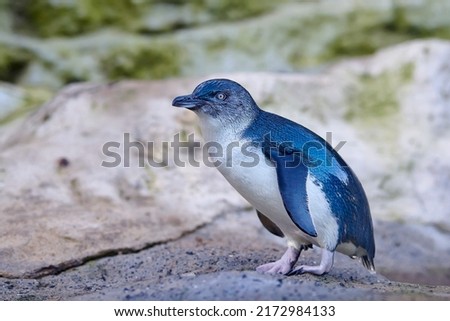 Little penguin (Eudyptula minor) is a species of penguin from New Zealand. They are commonly known as little blue penguins or blue penguins owing to  their slate-blue plumage.