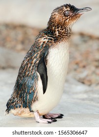 Little Penguin Also Known By Eudyptula Minor