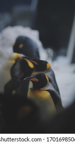 Little Penguin In Melbourne Aquarium