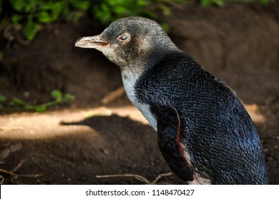 Little penguin of Philip Island in Australia
