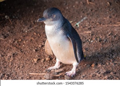 Little Penguin At Phillip Island Penguin Parade