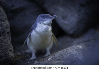 Little Penguin At The St Kilda Breakwater, Melbourne