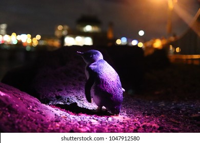 Little Penguin At St Kilda, Melbourne