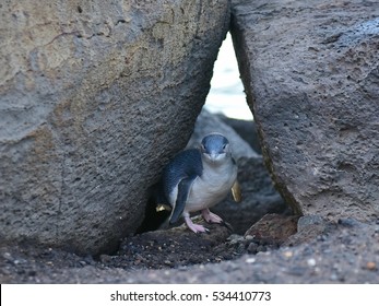 Little Penguin At St Kilda Pier In Victoria, Australia