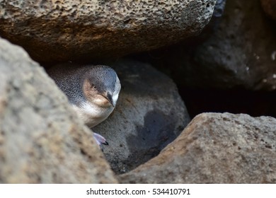 Little Penguin At St Kilda Pier In Victoria, Australia