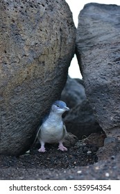 Little Penguin At St Kilda Pier In Victoria, Australia