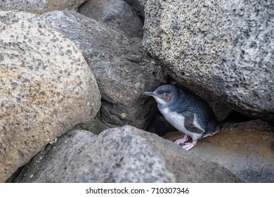 Little Penguin At St Kilda Pier - Melbourne, Australia