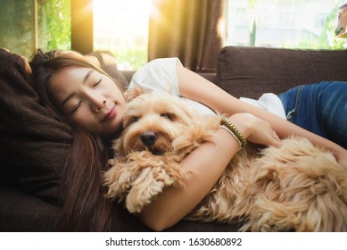 Little Pet And Happy Own. Cute Asian Woman Hold Puppy Cockapoo Dog On Sofa. Funny Baby Cocker Dog Play With Owner. Hairy Cockapoo, Mixed Breeding Animal (brown Fur Cocker Spaniel + Little Poodle)