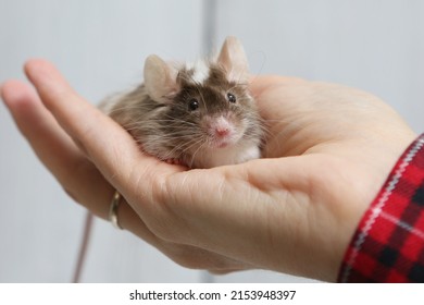 Little pet: mouse on arm. Long haired decorative little mouse. Home animal, fun pet. Cute mice. Bicolor splashed mouse on white background. Decorative satin mouse. Photo of mice, pet. Animal and hand - Shutterstock ID 2153948397