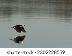 little pied cormorant flying portrait