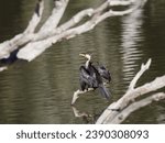 Little pied cormorant (Microcarbo melanoleucos) perched on a branch overhanging a lagoon swamp drying off.