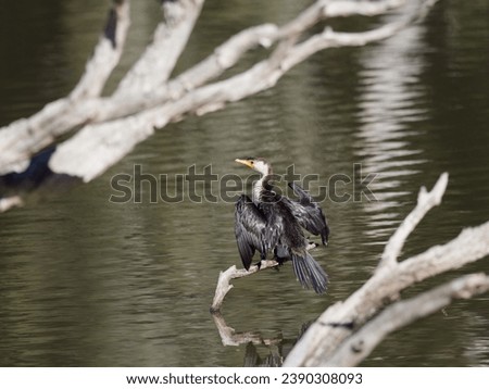 Little pied cormorant (Microcarbo melanoleucos) perched on a branch overhanging a lagoon swamp drying off.