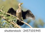  Little Pied Cormorant  ( Phalacrocorax melanoleucos )drying its wings perched in a tree at Queensland, Australia.