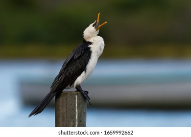 Little Pied Cormorant, Little Shag Or Kawaupaka (Microcarbo Melanoleucos) Drying Its Wings Above The Water, Australia. Black And White Shag With Open Yellow Beak.