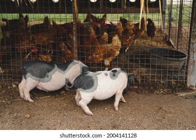 Little Pig And Chicken In Farm