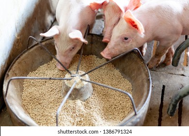 Little Pig Eating Grain Food.