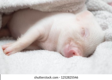 The Little Pig Sleeps On A Soft White Blanket And Smiles In His Sleep. Light Background