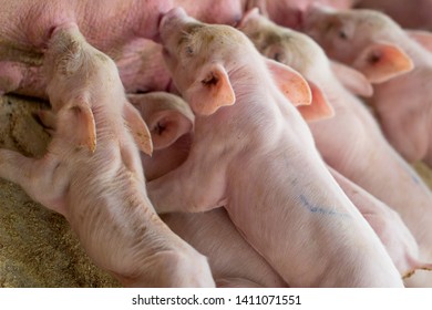Little Pig Sucking Milk Newborn Pig Stock Photo