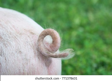 Little pig tail