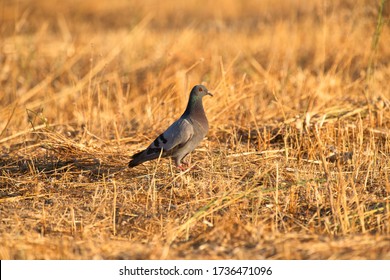 Little pigeon in a stubble field