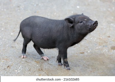 Little piglet breed Pot-bellied pig, animal living on the farm