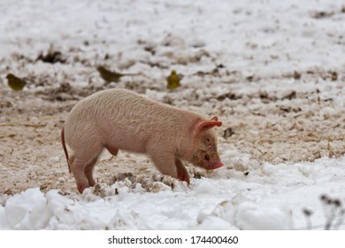 Little Piglet Looking For Food In The Snow