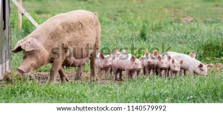 little piglets with mother in the grass