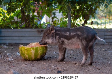 Little piglets in the pasture are eating watermelon. Dwarf pig, pig face and eyes. The concept of funny animals. Postcards. Home farming. Mangalitsa piglet