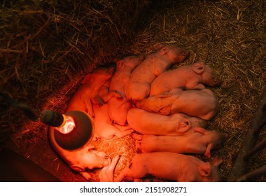 Little piglets sleep in a corner under an infrared warm lamp. Newborn piglets are lying on straw. Farming and agriculture.