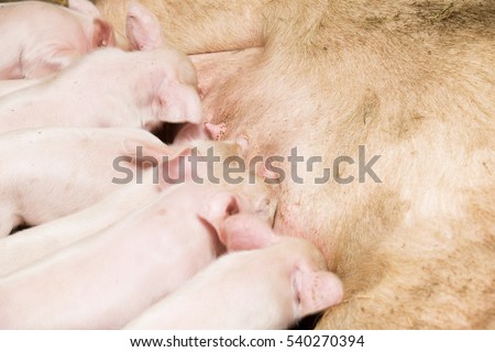 Little piglets suckling their mother