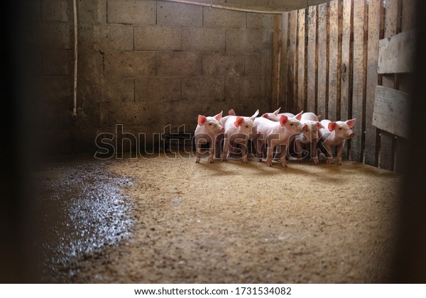 Little\
pigs at farm waiting for food. Shallow depth of field. A small\
piglet in the farm. group of mammal waiting feed. Swine in the\
stall. Smile and eyes of pigs are going to eat.\
