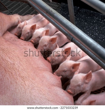 Lot of little pigs are fed by their mother pig indoors