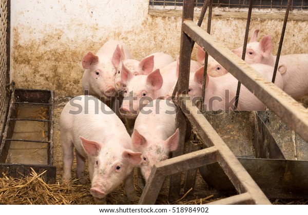 Little pigs in the\
pen