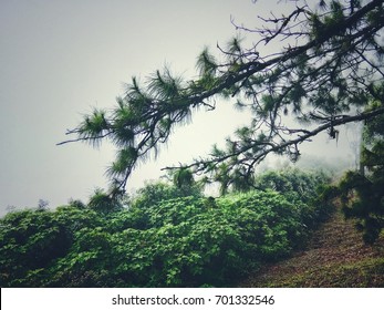 Little Pine Tree And Small Green Tree On The Top Of Mountain Girdle Around The White Cloud