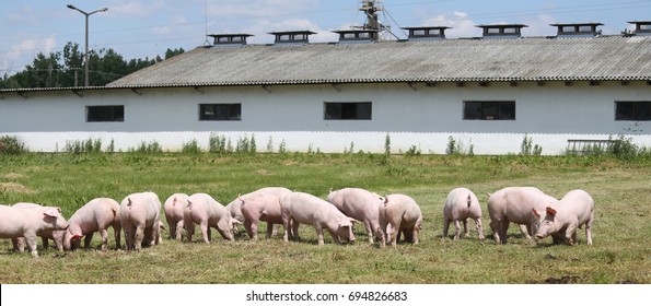 Little Pink Growing Piglets Grazing On Rural Pig Farm

