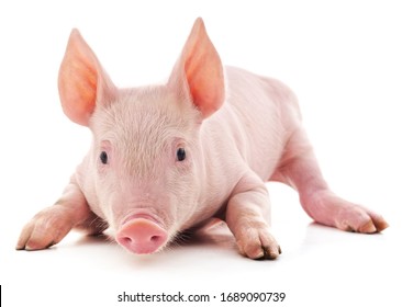 Little pink pig isolated on white background.