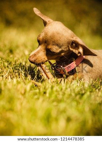 Similar – Foto Bild Hundswetter Frühling