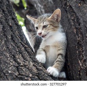 Little pity gray cute kitten climb on tree in outdoor garden, selective focus on its eye