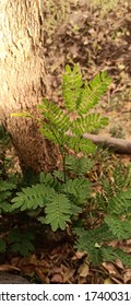 Little Plant Along With A Big Root