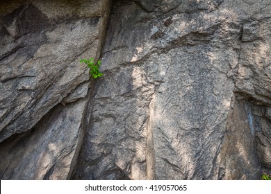 little plant grow out of rock
