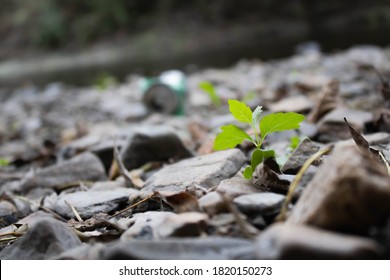 A Little Plant Growing Between Rocks Riverside, In The Background A Can Throwed By People.