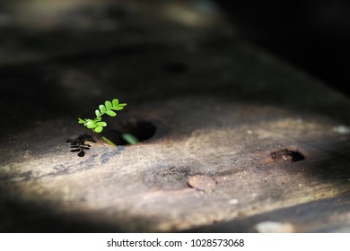 little plant growing out of a hole in the wooden floor illuminated by a ray of sun