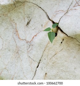 little plant growth in cracked stone