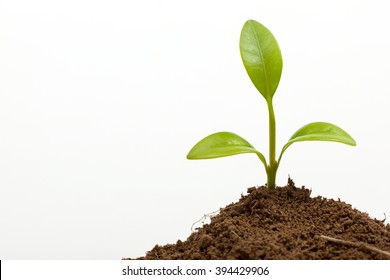 Little Plant Growth On Ground Isolated On White