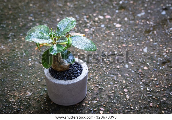 Little Plant Pots Small Decorative Tree Stock Photo Edit Now