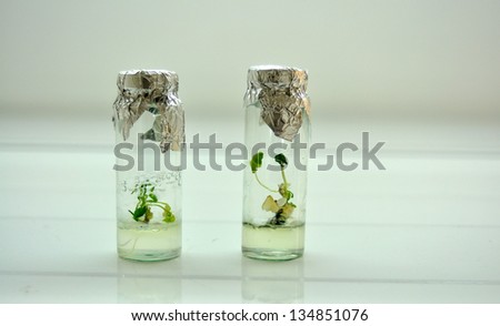 little plants in a jar genetic engineering laboratory experiment