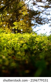 Little Plants On The Forest Ground. Carbon Neutral Or Carbon Net Zero Concept Photo. Grasses Or Plants Background Vertical Photo.